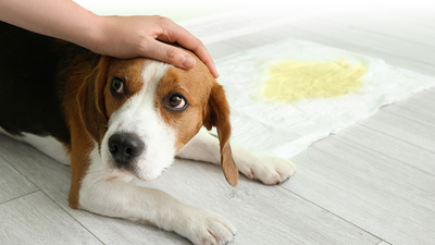 How To Manage Pet Incontinence